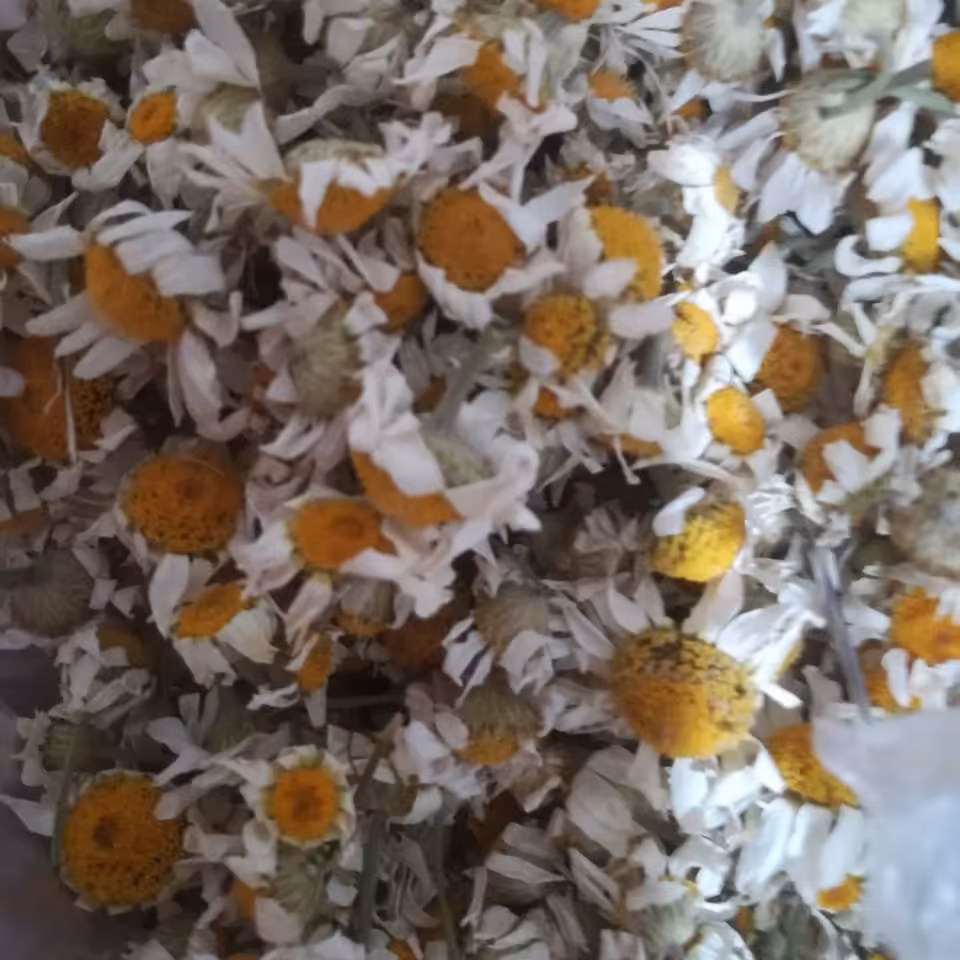 بابونه کوهی