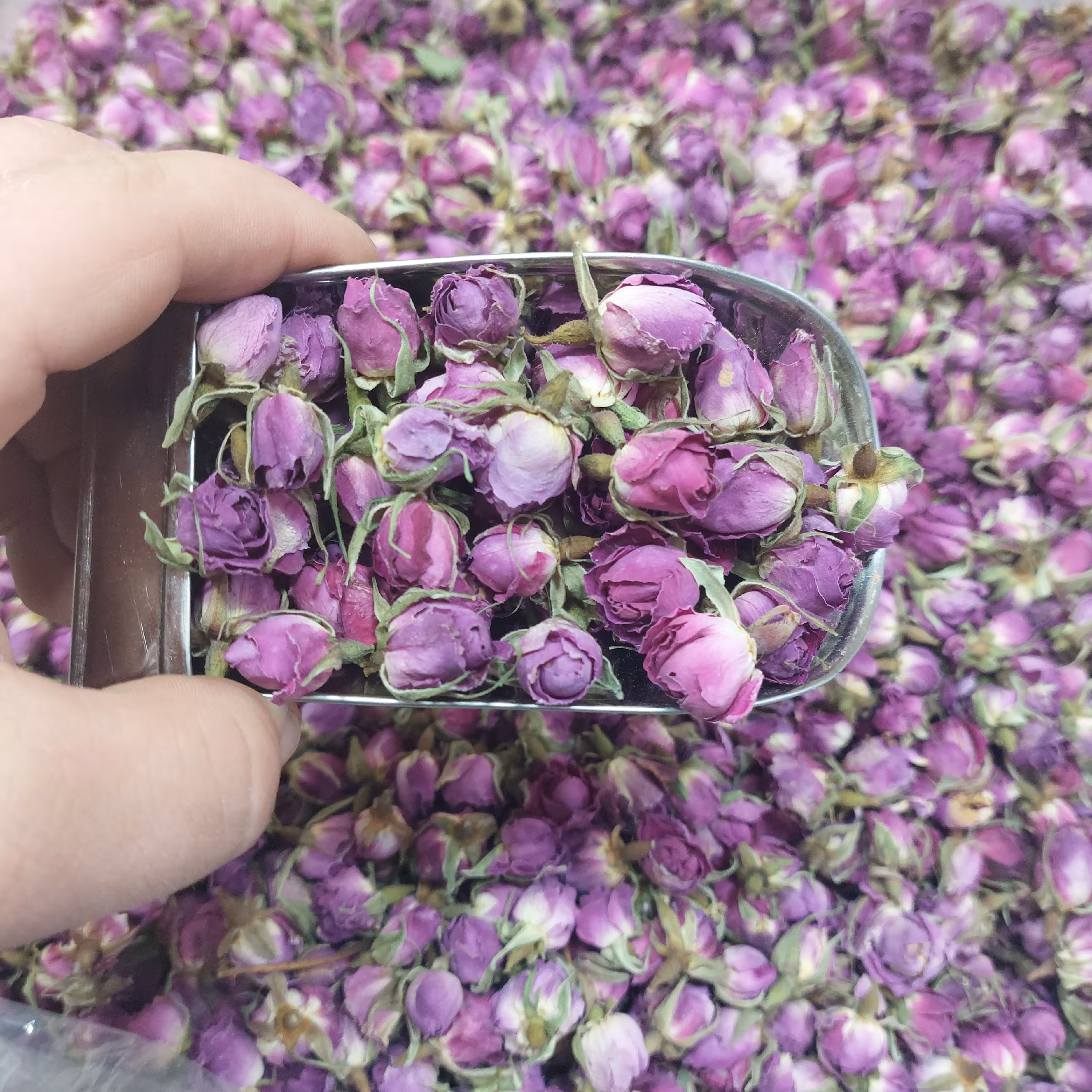 غنچه گل محمدی اعلا