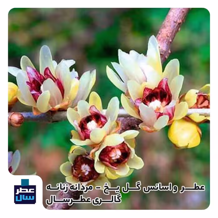 عطر گل یخ از 4 تا 100میل قابل سفارش با رایحه خنک (اسانس گل یخ ) 