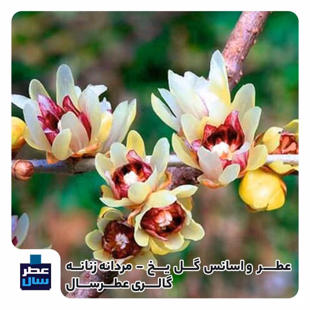 عطر گل یخ از 4 تا 100میل قابل سفارش با رایحه خنک (اسانس گل یخ ) 