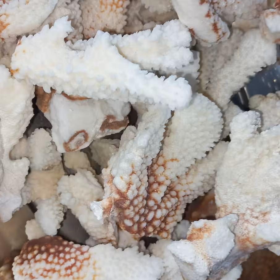 مرجان شکسته