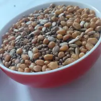 گندم برشته( گندم شاه دانه سنتی) (500 گرم)
