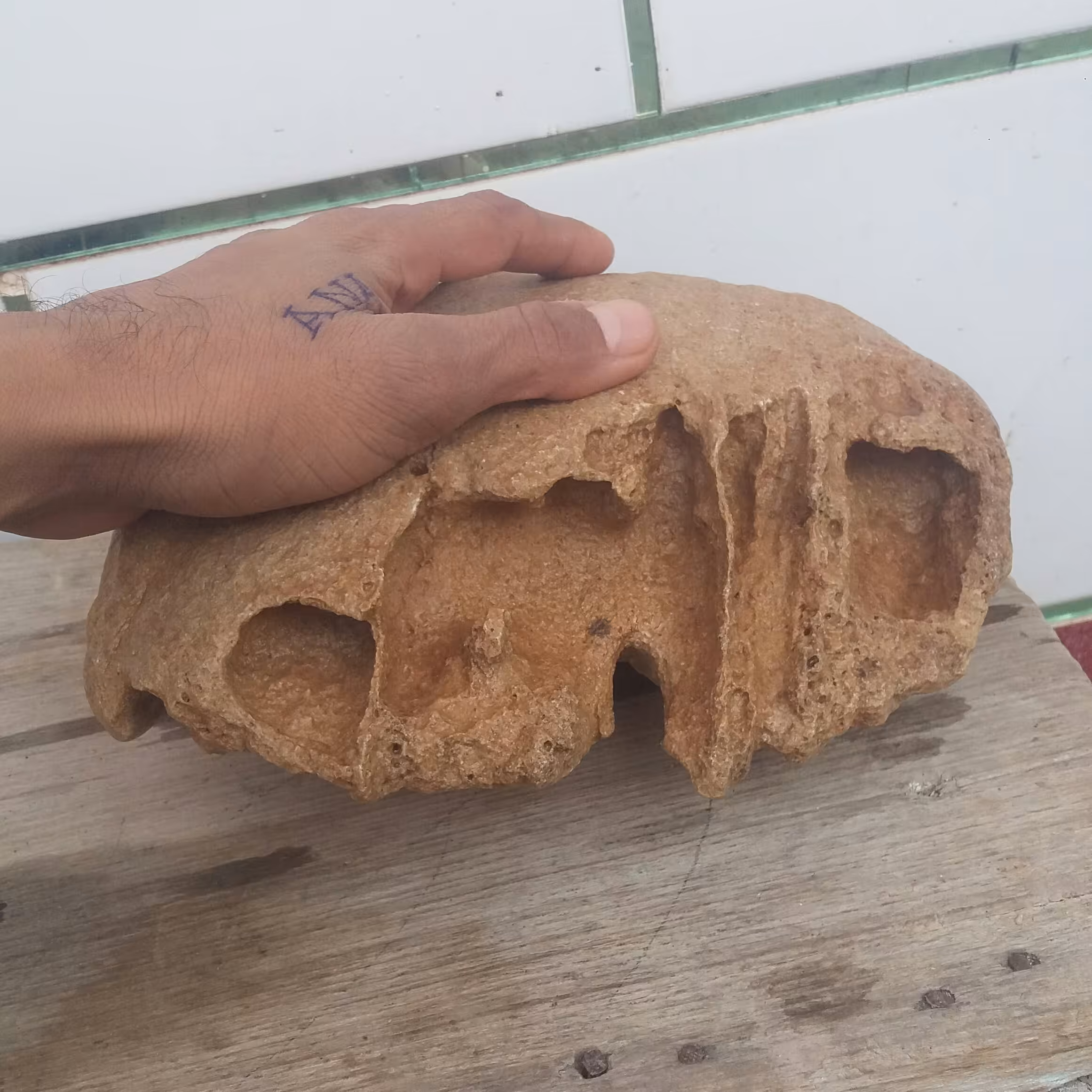 فسیل کلکسیونی