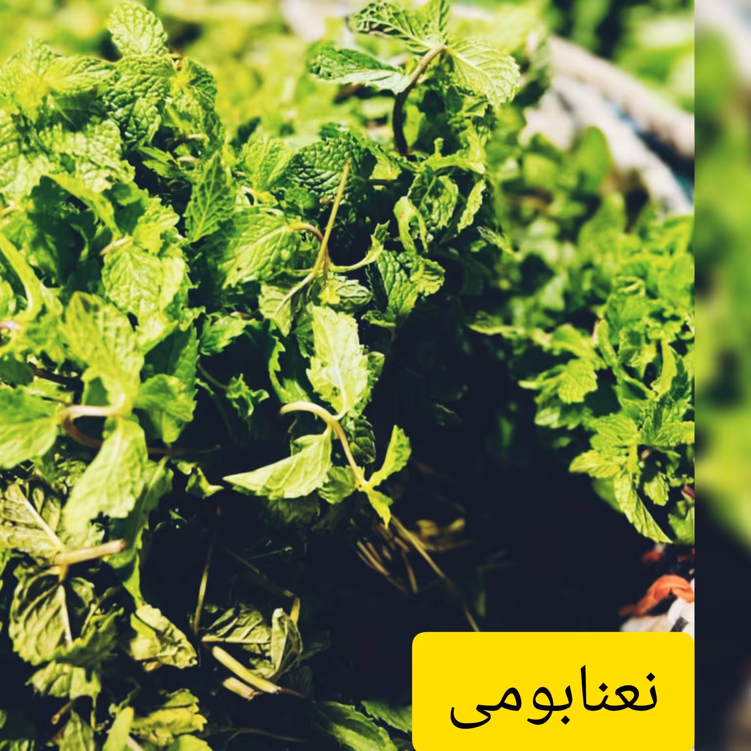 نعنا خشک محلی  100گرمی 