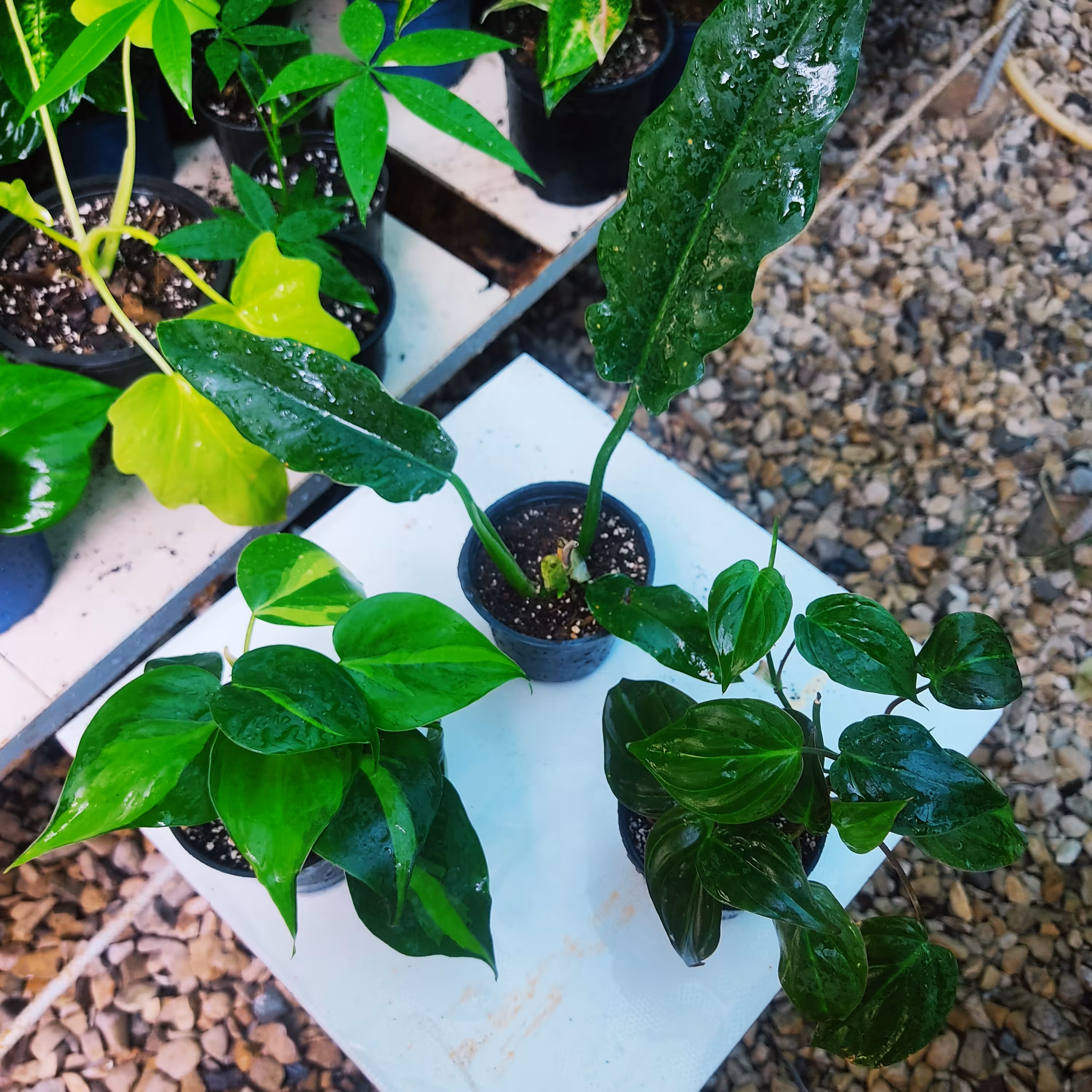 پک 3عددی فیلندرون.اسکاندیس ابلق اسکاندیس میکانژ 