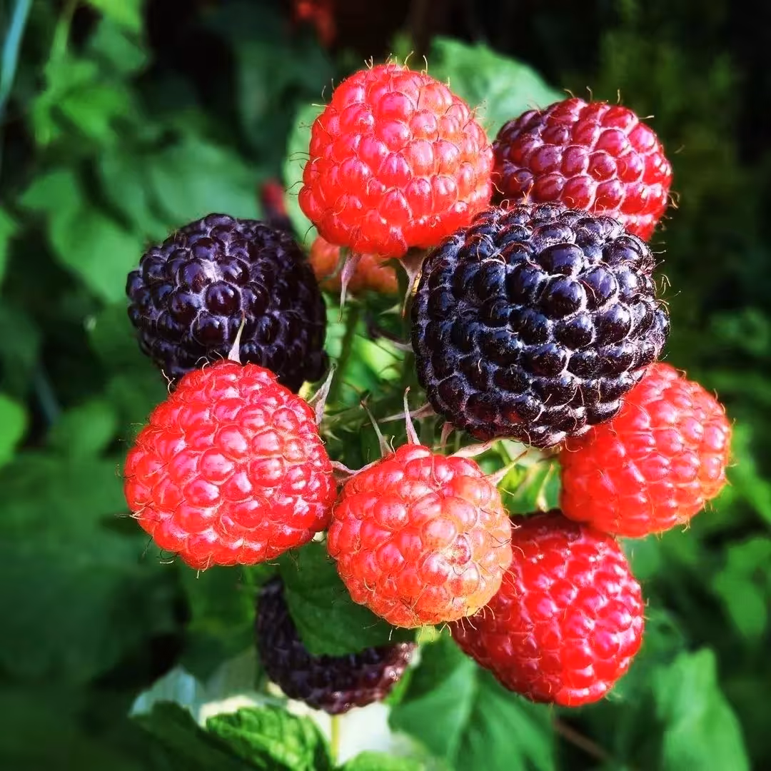 نهال رزبری مشکی    ارسال با باربری و پسکرایه  