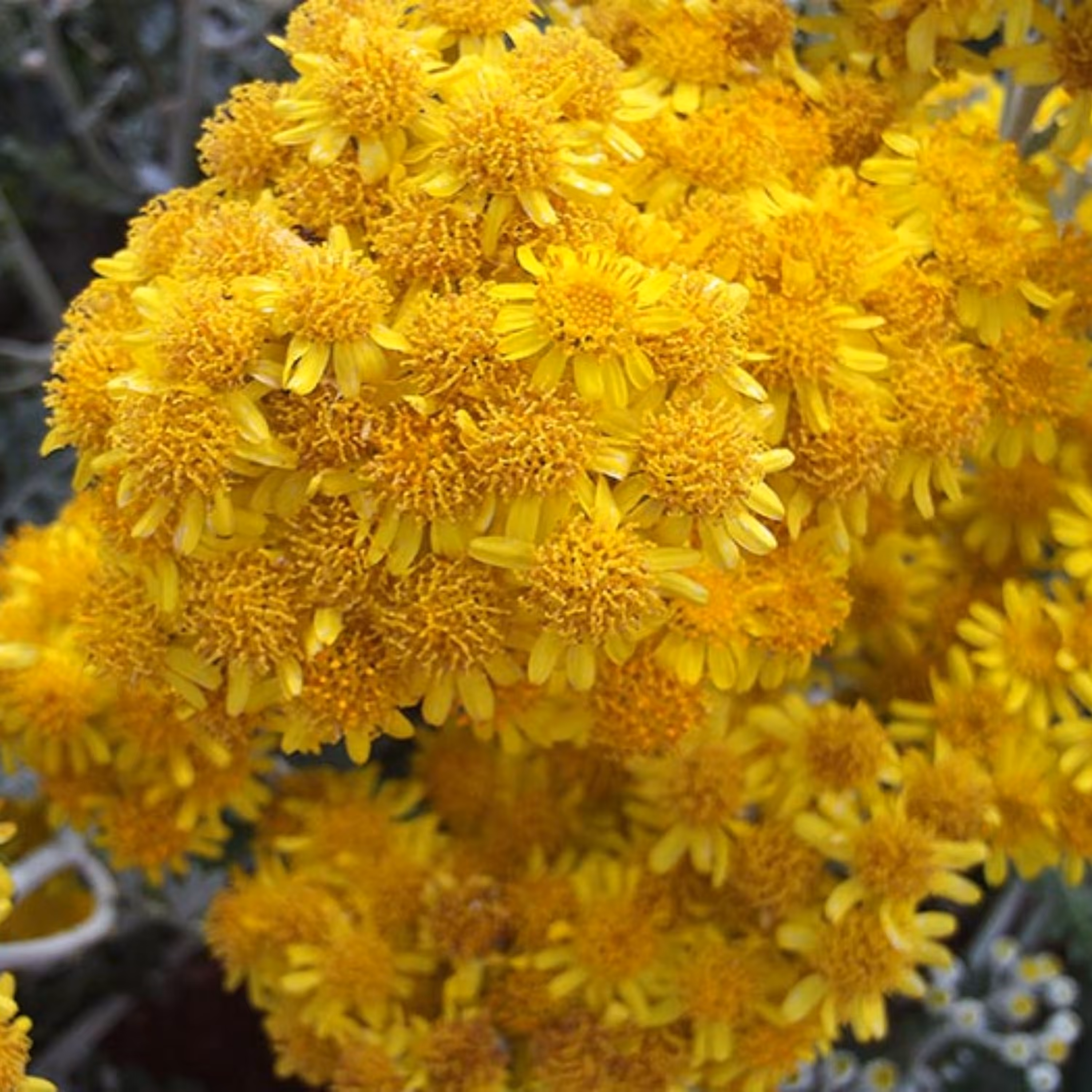 بذر گل ابری نقره ای پاکوتاه گلدانی بسته 100 عددی