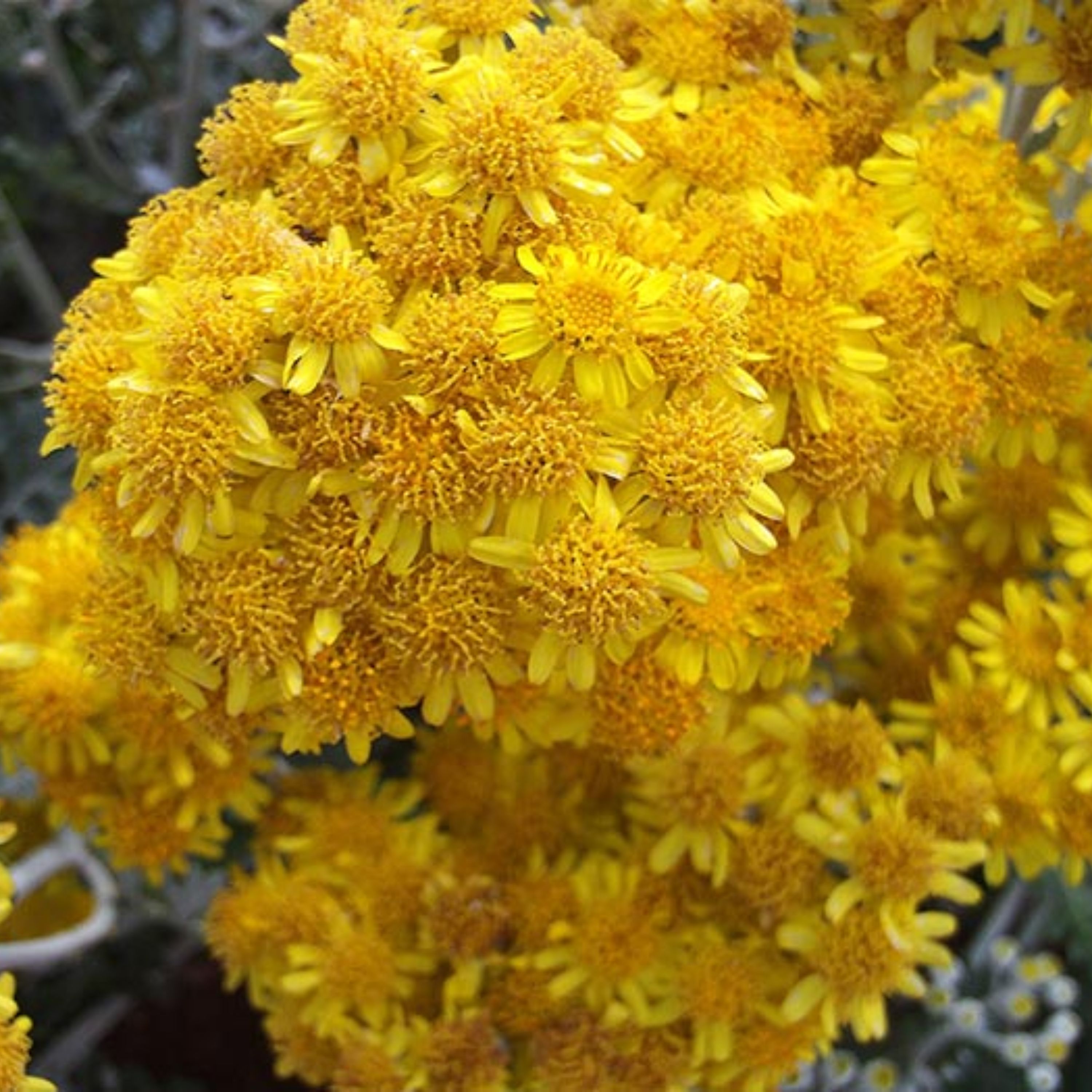بذر گل ابری نقره ای پاکوتاه گلدانی بسته 100 عددی