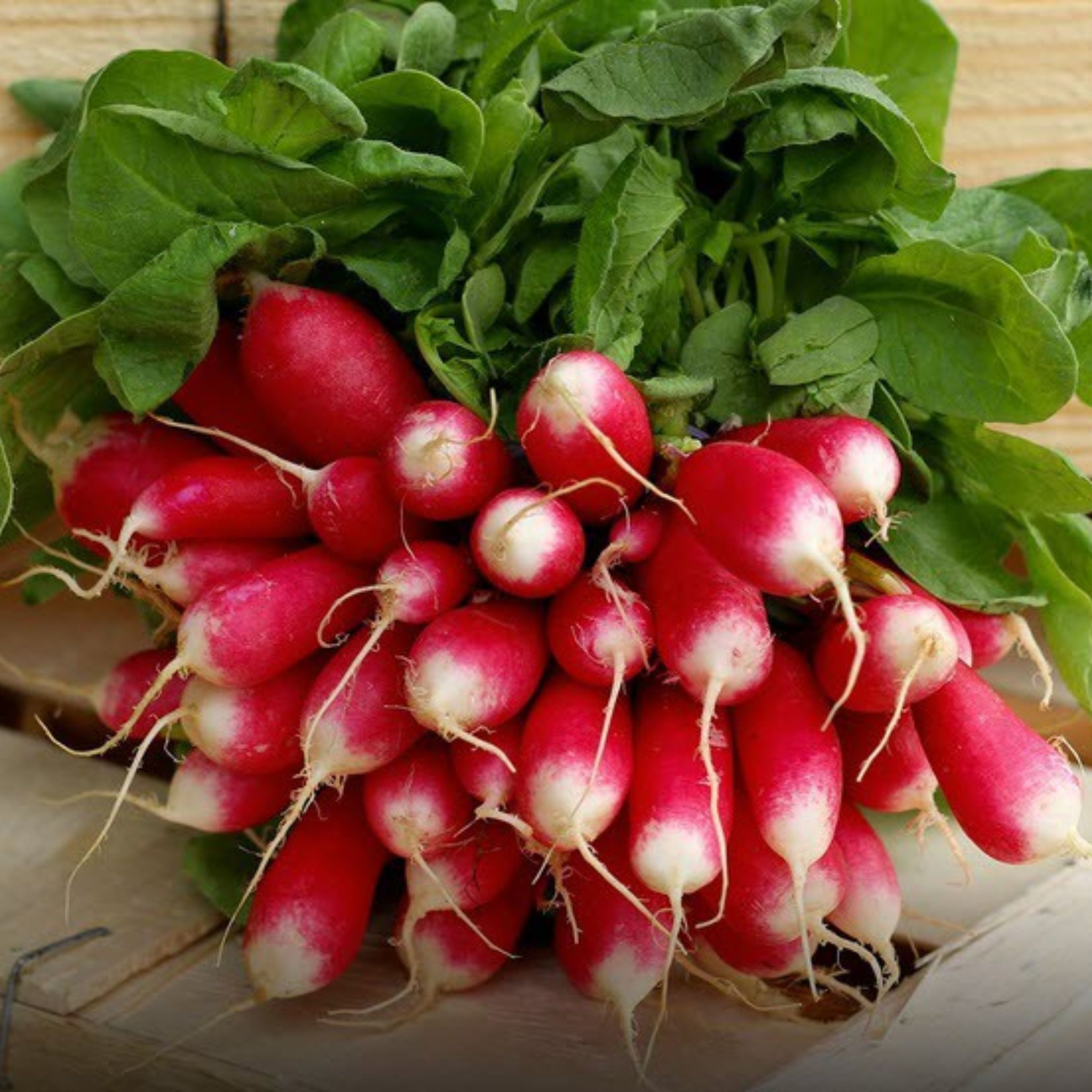 بذر تربچه دو رنگ