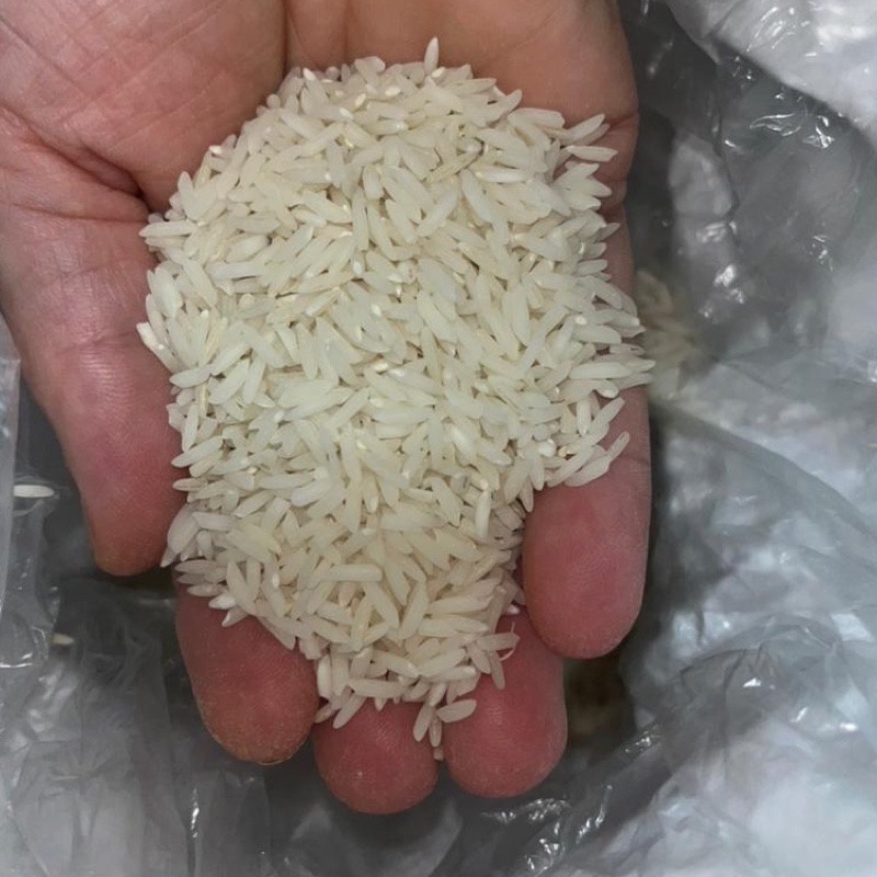 برنج هاشمی گیلان