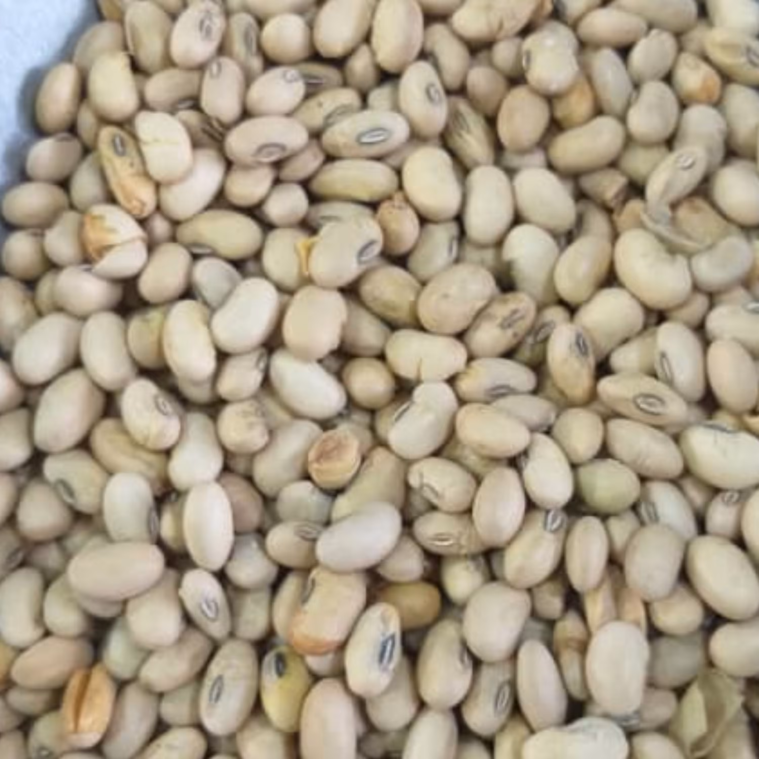 سویا محلی آجیلی 2 کیلو تازه ارسال رایگان