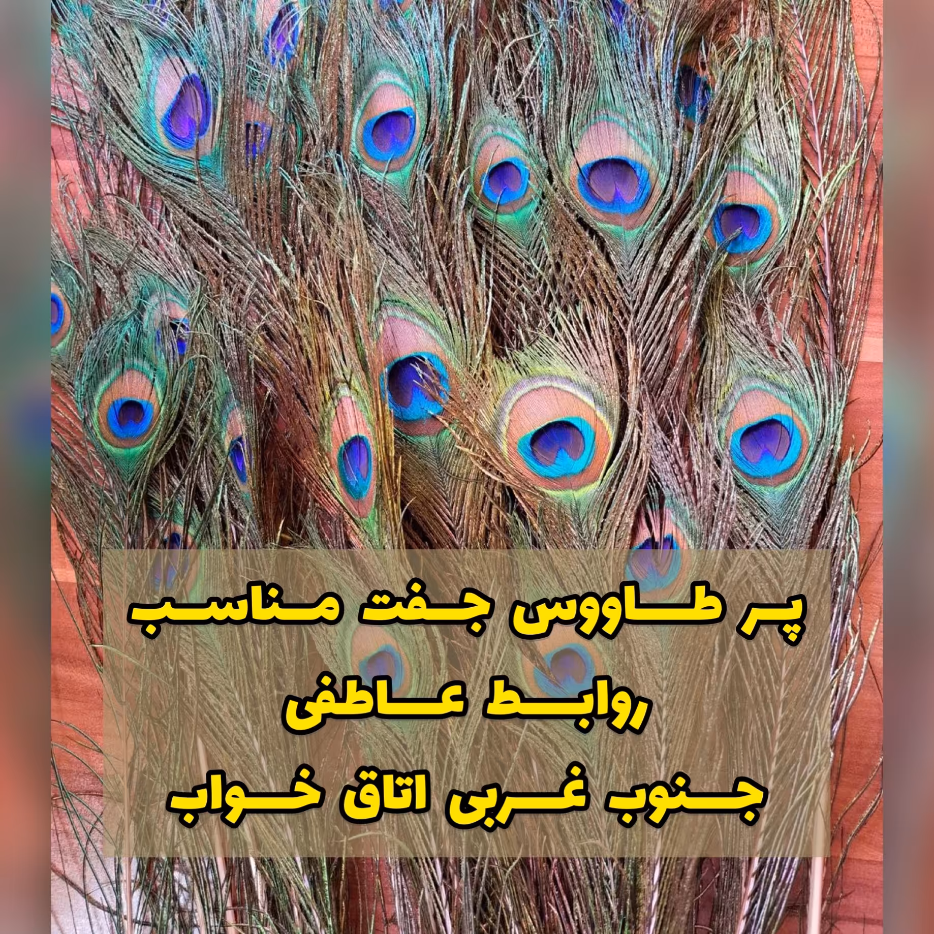 پر طاووس طبیعی هندی درجه یک قد بلند یک عدد پس کرایه