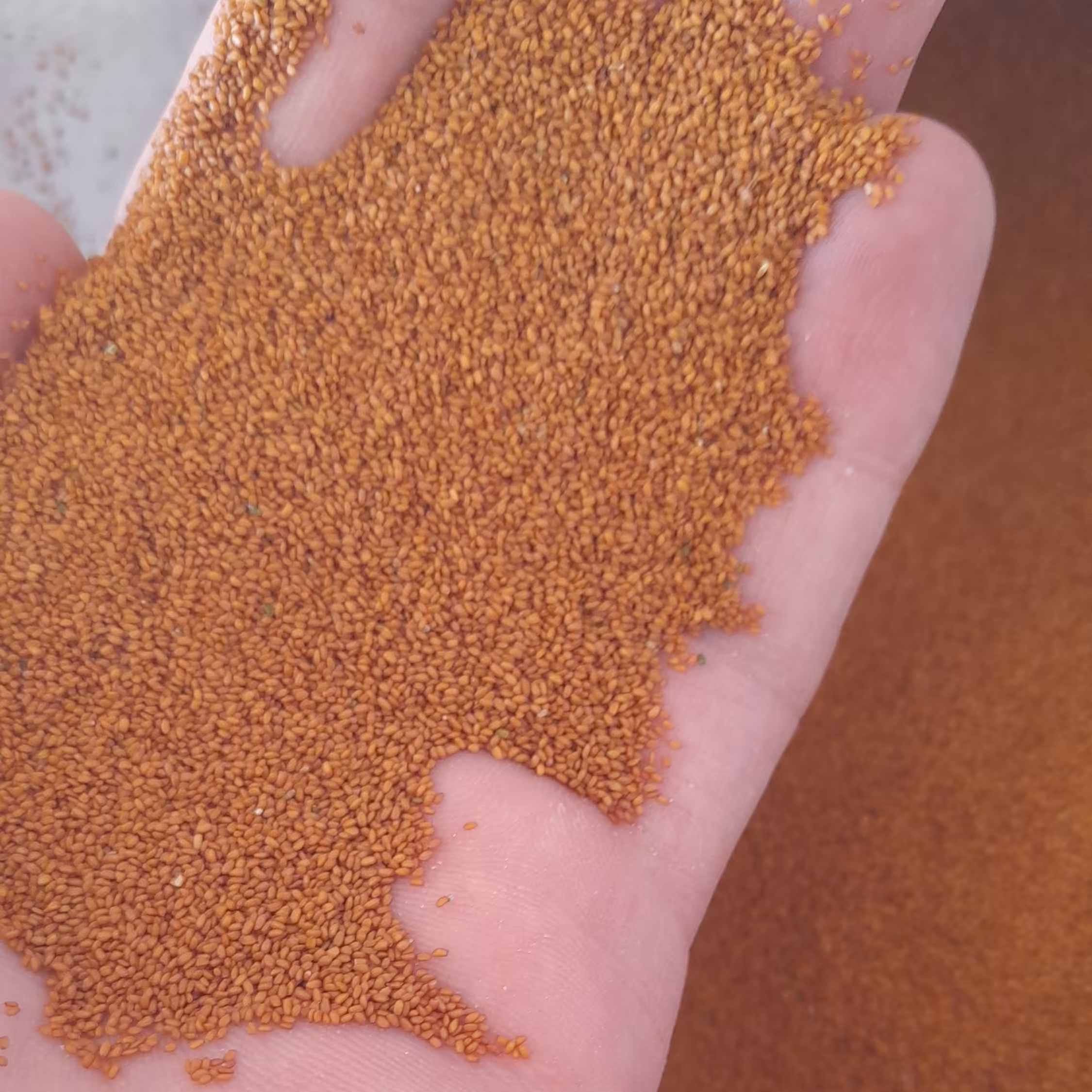 خاکشیر 10 کیلویی 