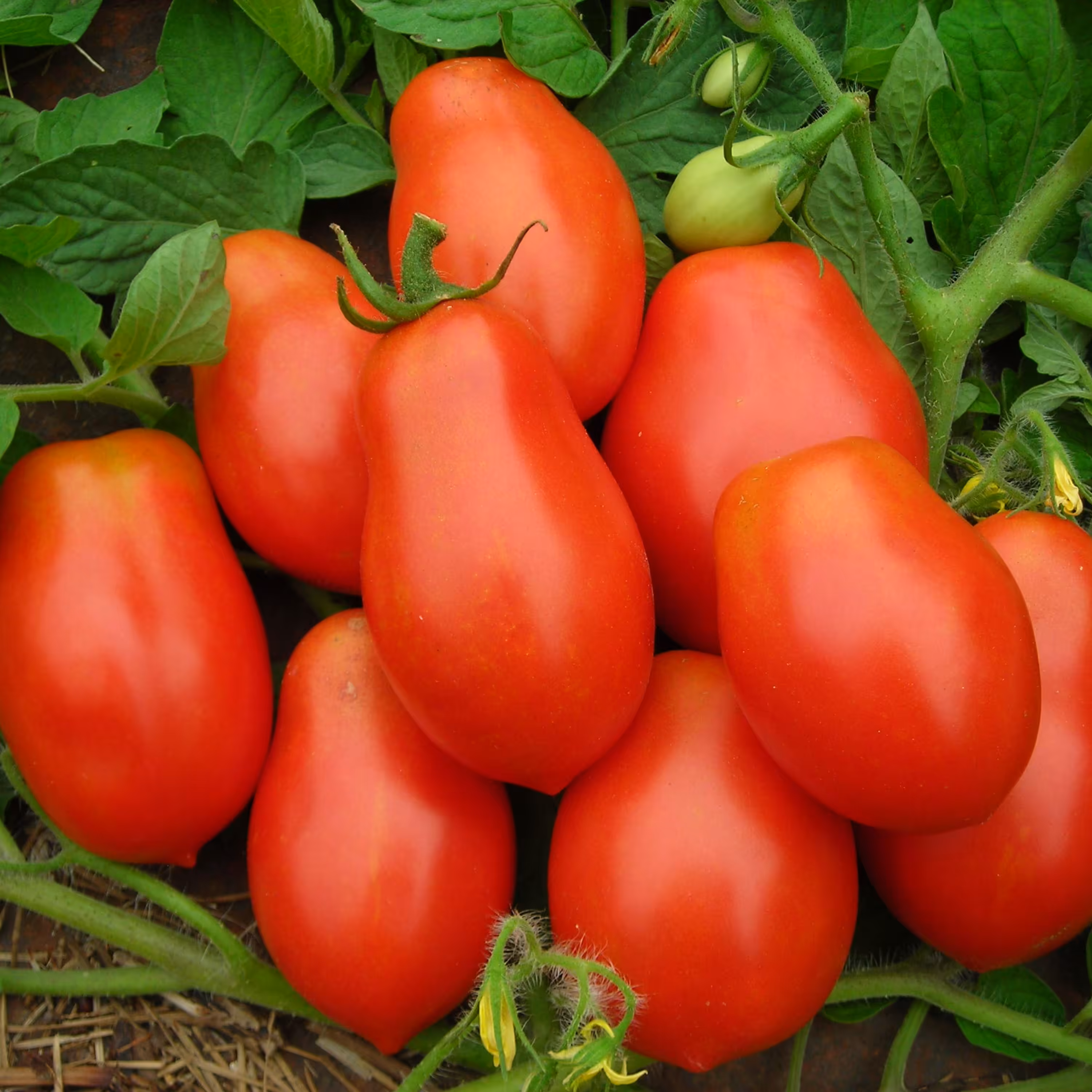 بذر گوجه فرنگی روم 20 عددی