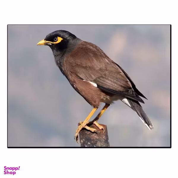 تابلو شاسی بکلیت طرح حیات وحش و پرندگان مدل SH-12995