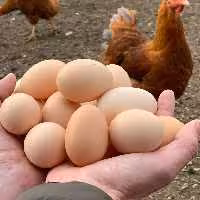 تخم مرغ نطفه دار 