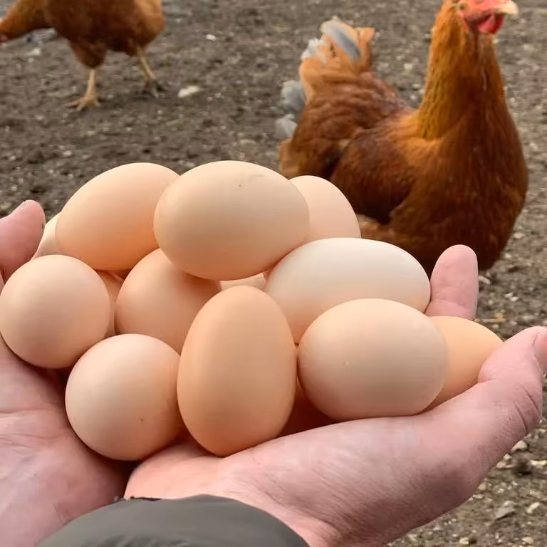 تخم مرغ نطفه دار 