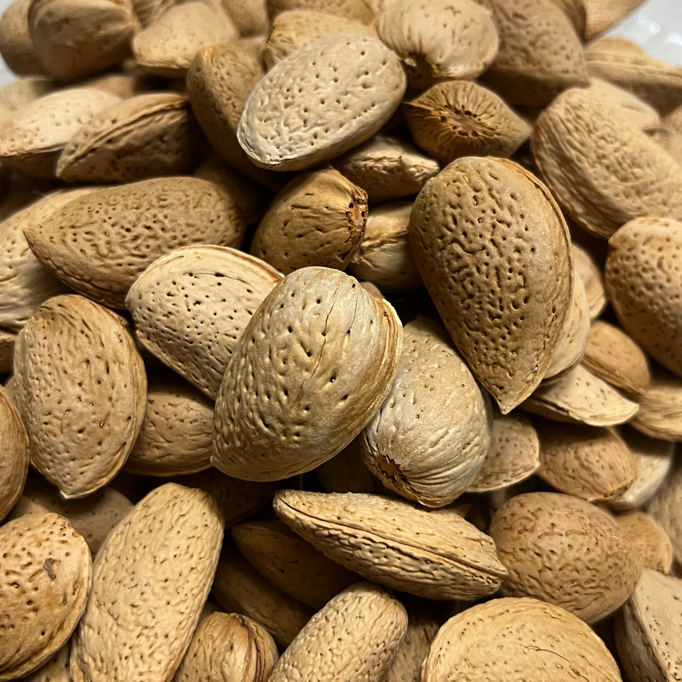 بادام سنگی درجه یک کاشان (1 کیلویی) ـ تازه برداشت شهریور 1402