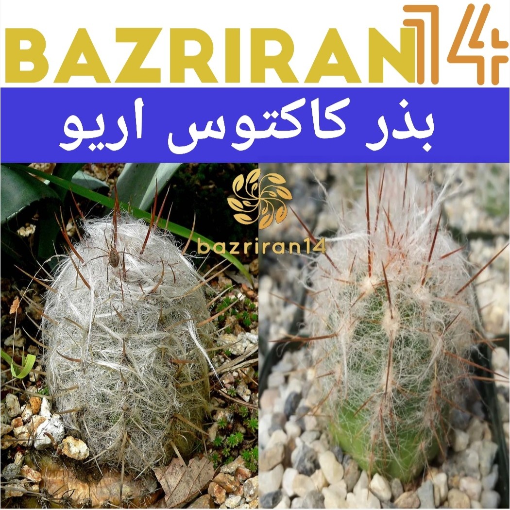 بذر کاکتوس اریو