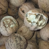 گردوی کاغذی مغز سفید