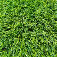 چمن مصنوعی آواتا  برند آسیا چمن دوبل بافت  متر مربع