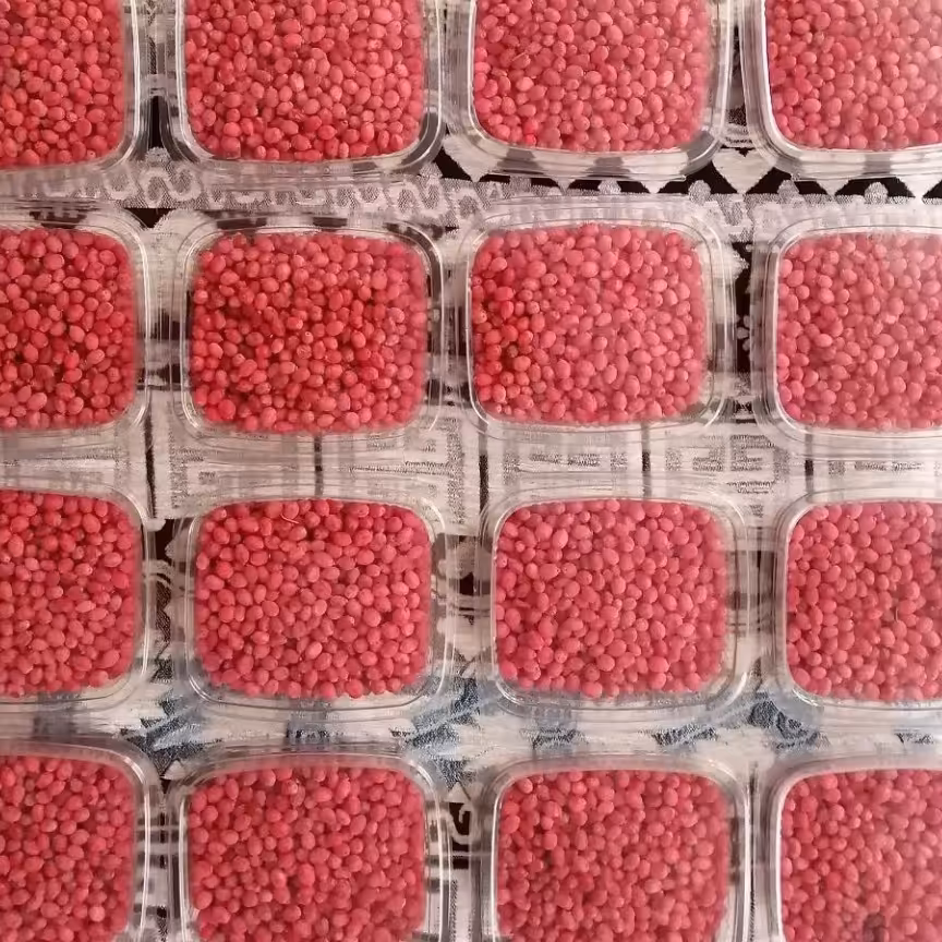 زرشک تازه دانه شده  ارسال رایگان (پنج کیلویی) ارسال با پست ویژه و اتوبوس