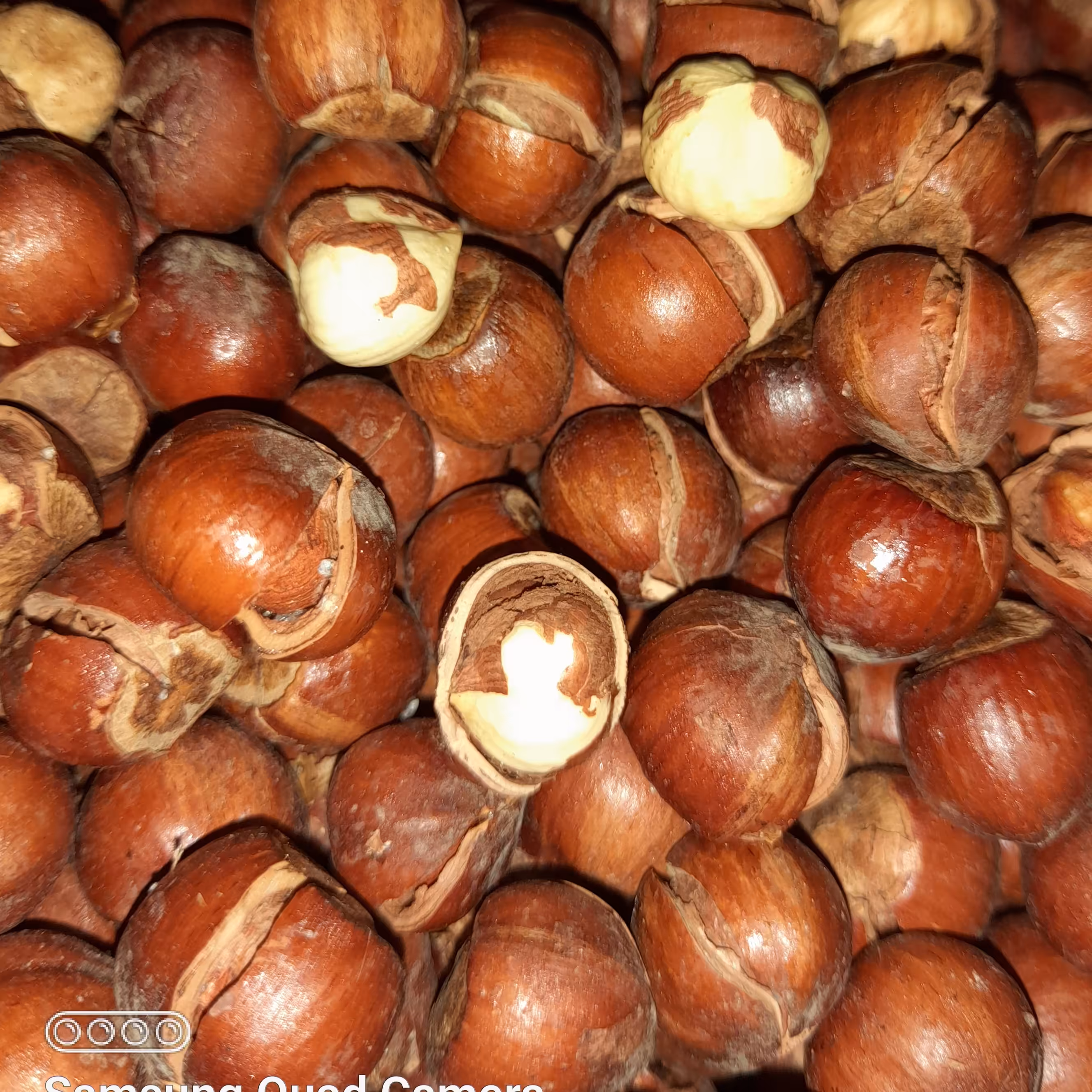 فندق زر دانه امساله اشکورات(فندق بوداده نمکی و براق) 1 کیلویی 