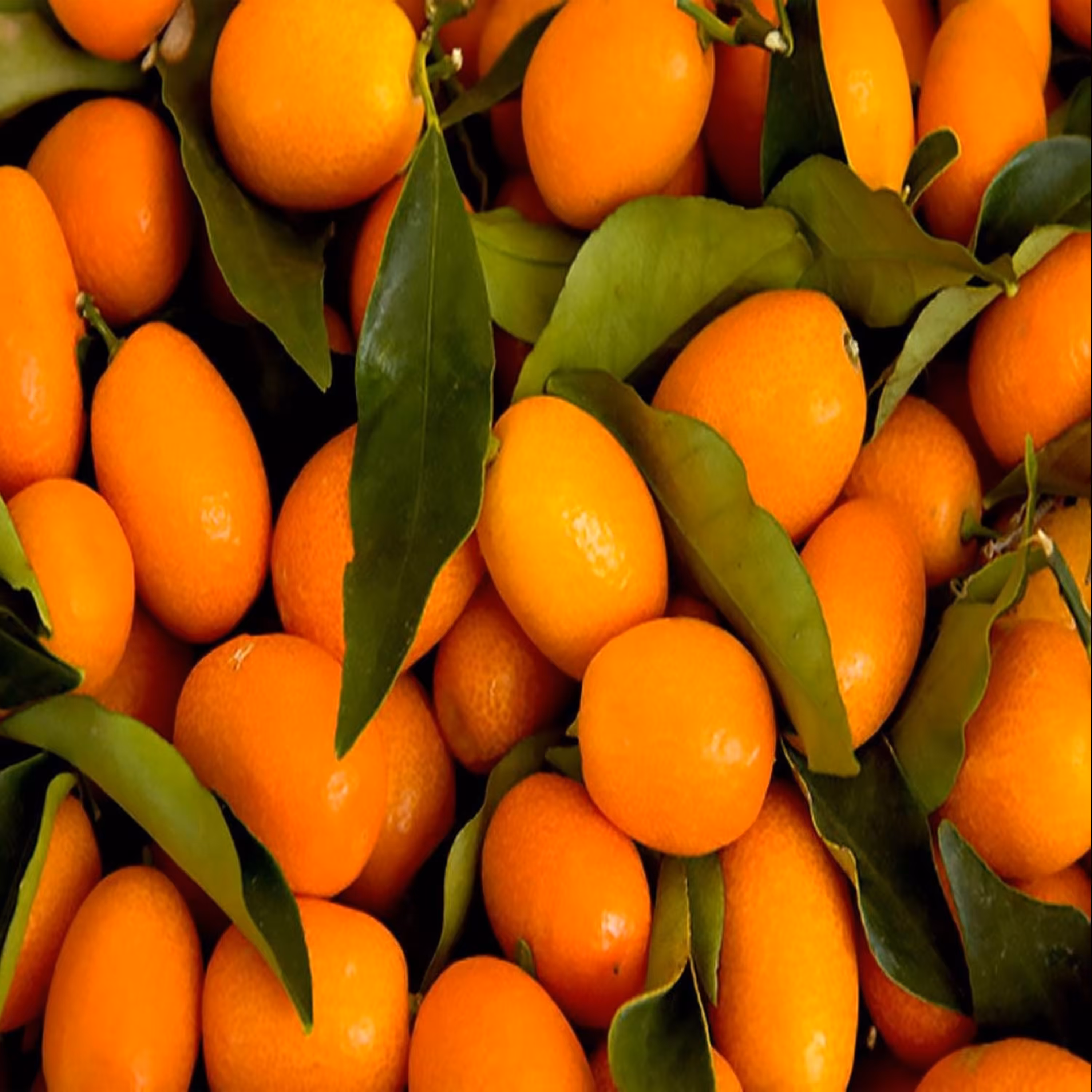 بذر کامکوات 5 عددی 