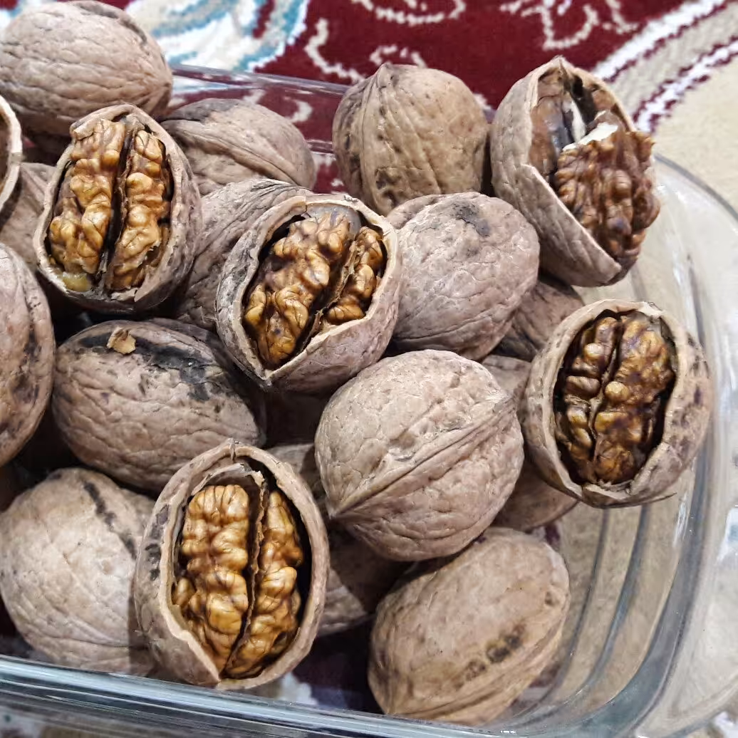 گردوی پر چرب شمال