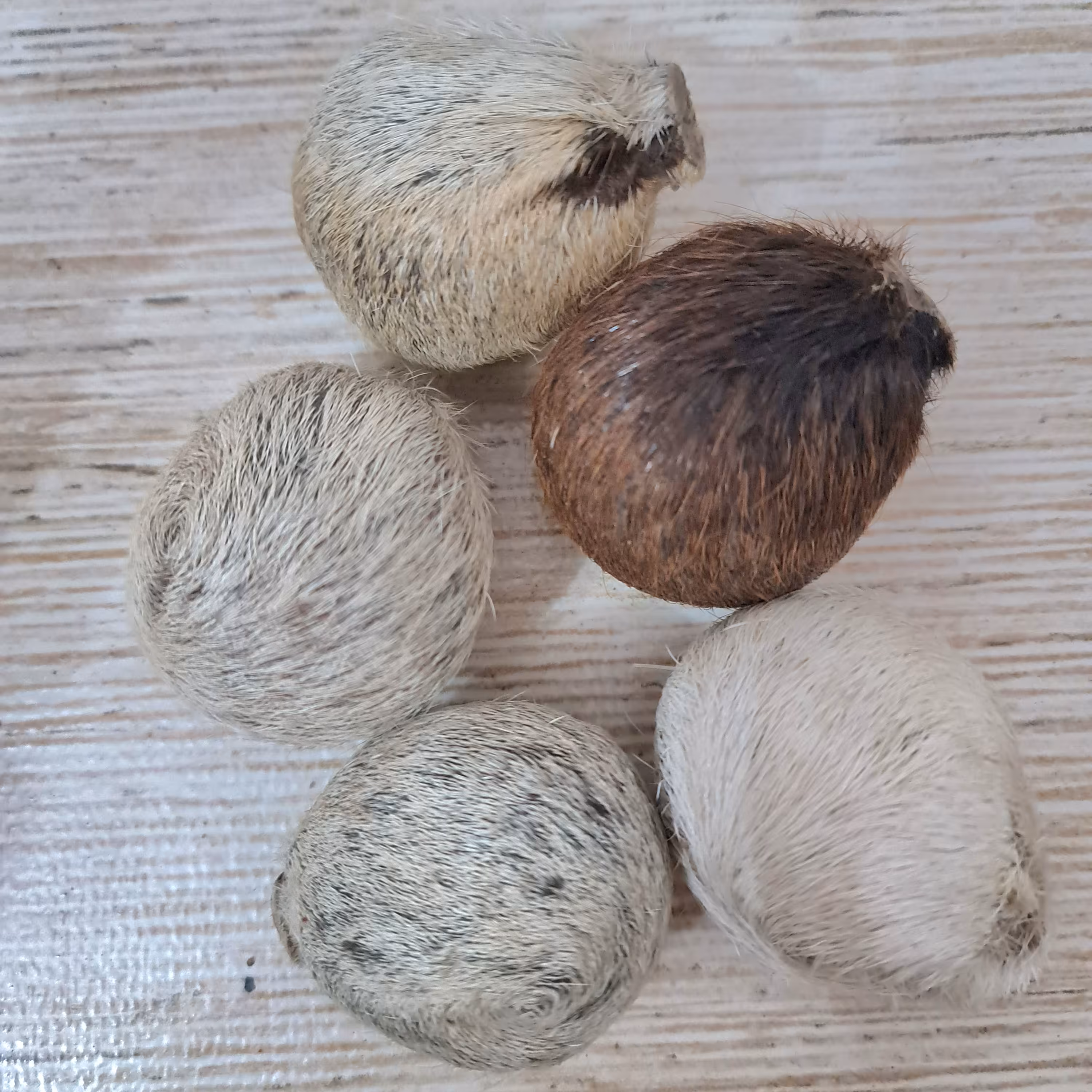 نافه آهو (ناف آهو) 10 عددی