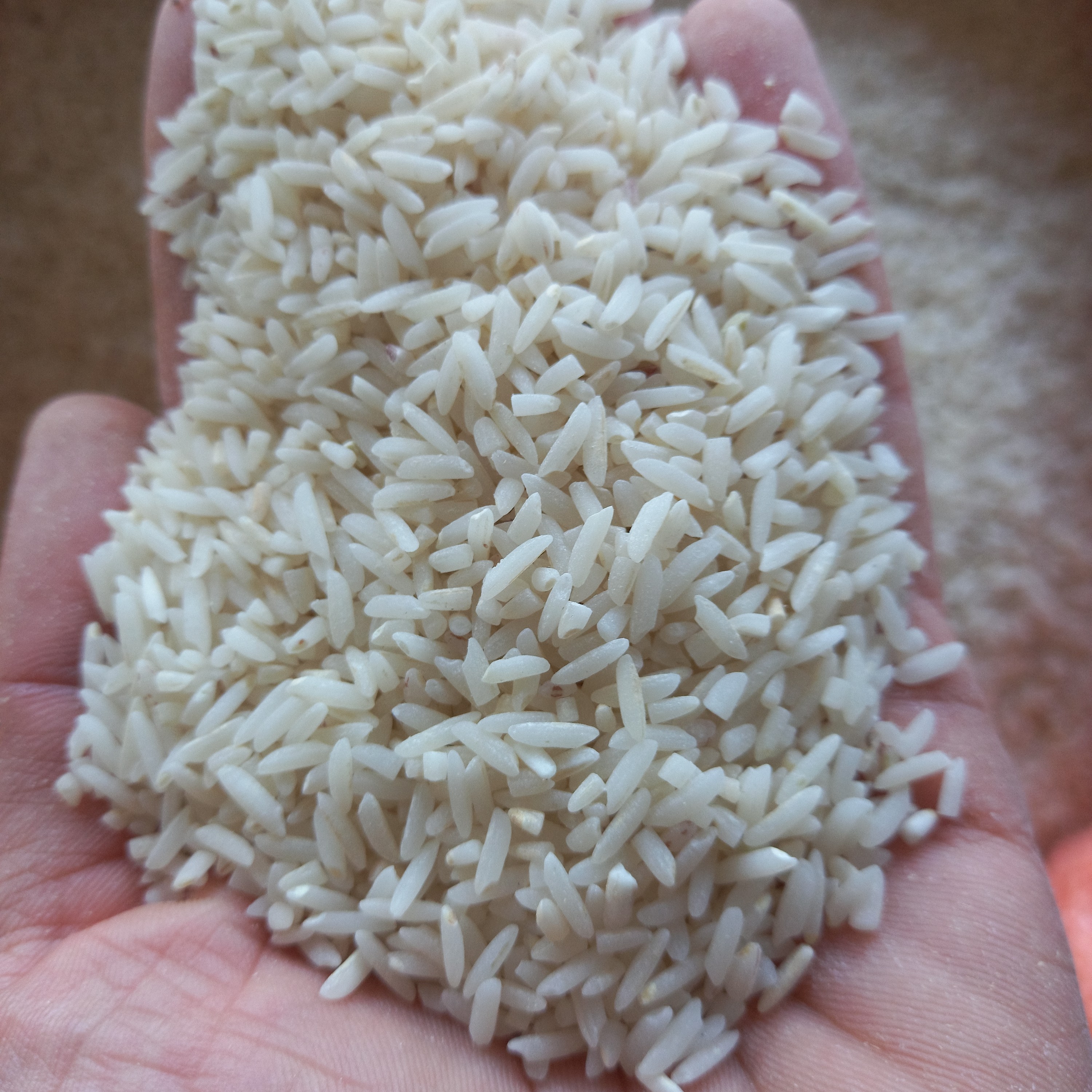 برنج شیرودی1