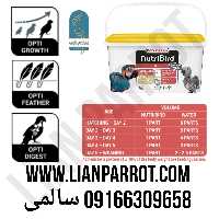 سرلاک A19 ورسالاگا