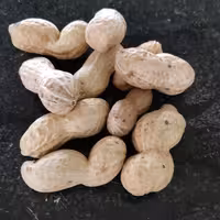 بادوم زمینی خام غلافدار سفید خوش رنگ و اعلا  ارسال به صورت پس کرایه