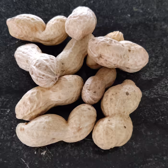 بادوم زمینی خام غلافدار سفید خوش رنگ و اعلا  ارسال به صورت پس کرایه