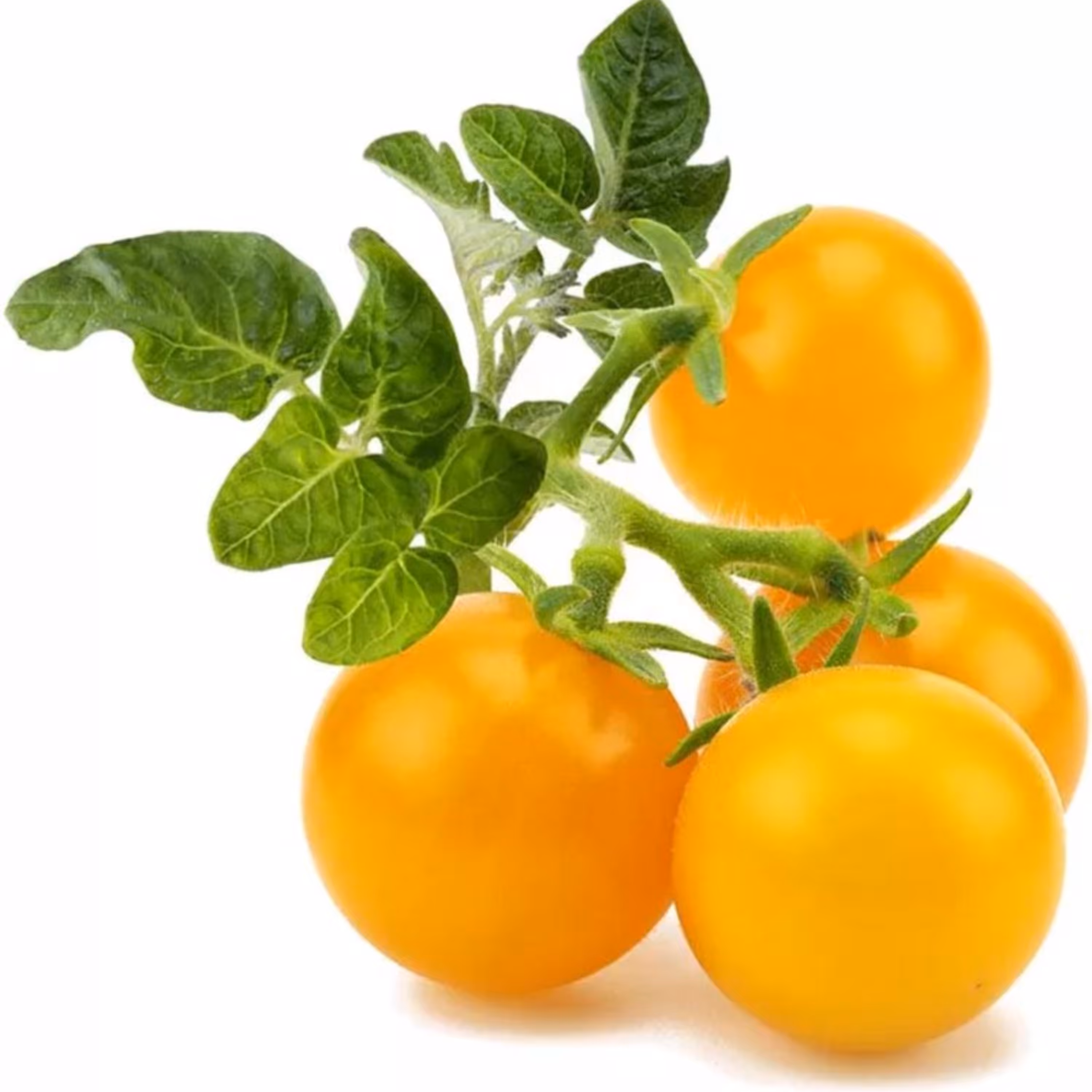 بذر گوجه فرنگی زرد پرتقالی خوشه ای پوندروسا بسته 30 عددی