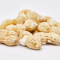 بادام زمینی تازه باپوست آستانه اشرفیه