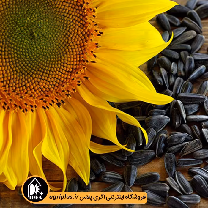 بذر آفتابگردان خوراکی بسته بندی خانگی