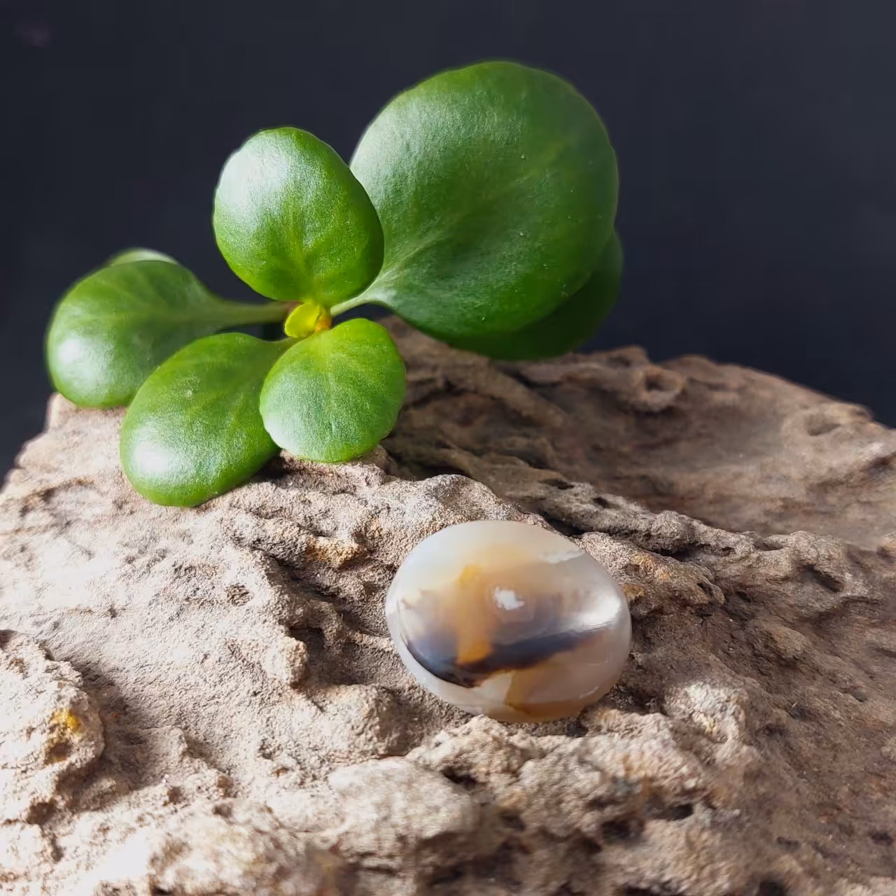 شجر یمنی دو رنگ کد Y 7555