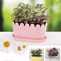 گلدان تاپ بیضی صبا کوچک