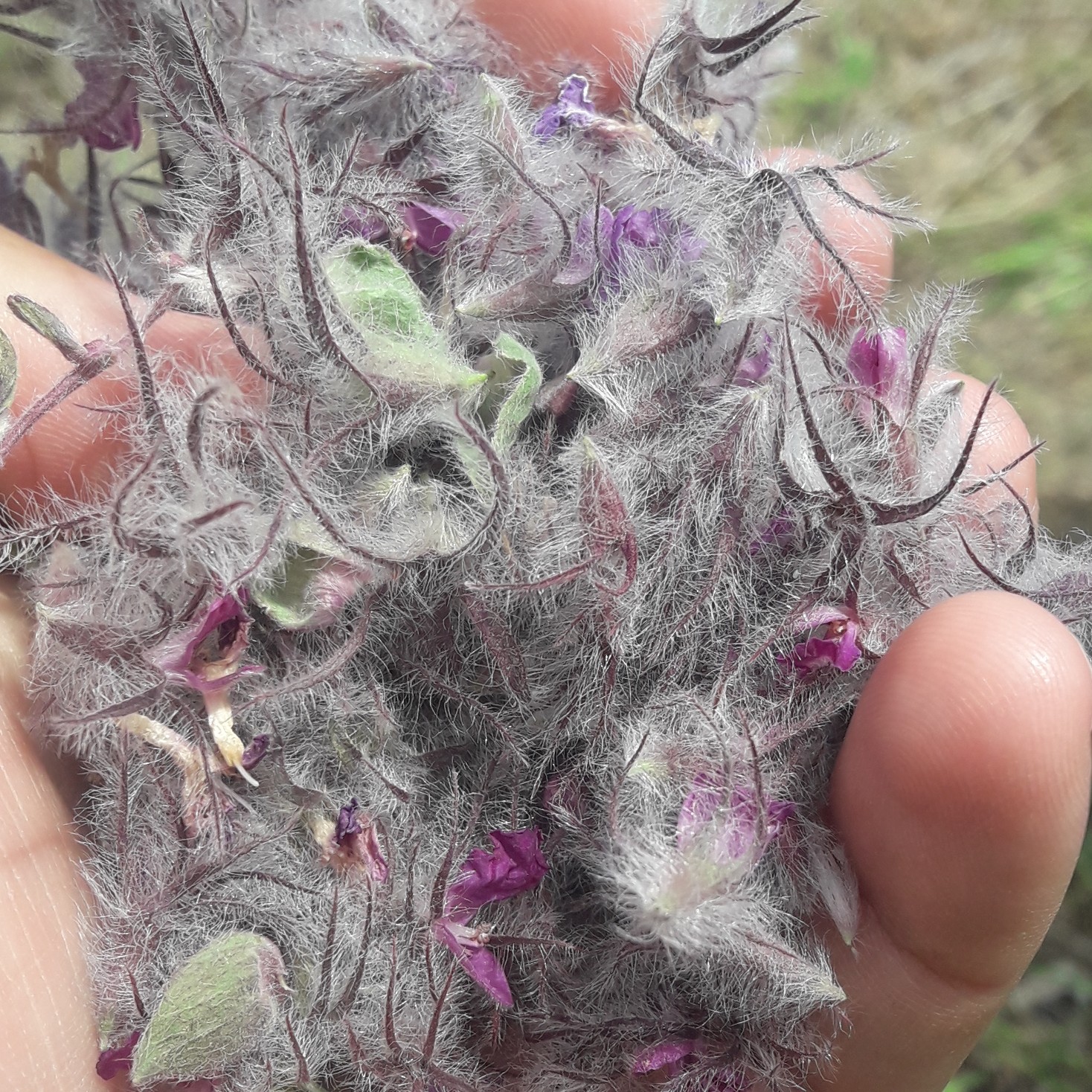 مرکز پخش  چای کوهی درجه 1  