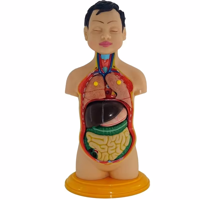 مولاژ آناتومی بدن انسان مدل عروسکی