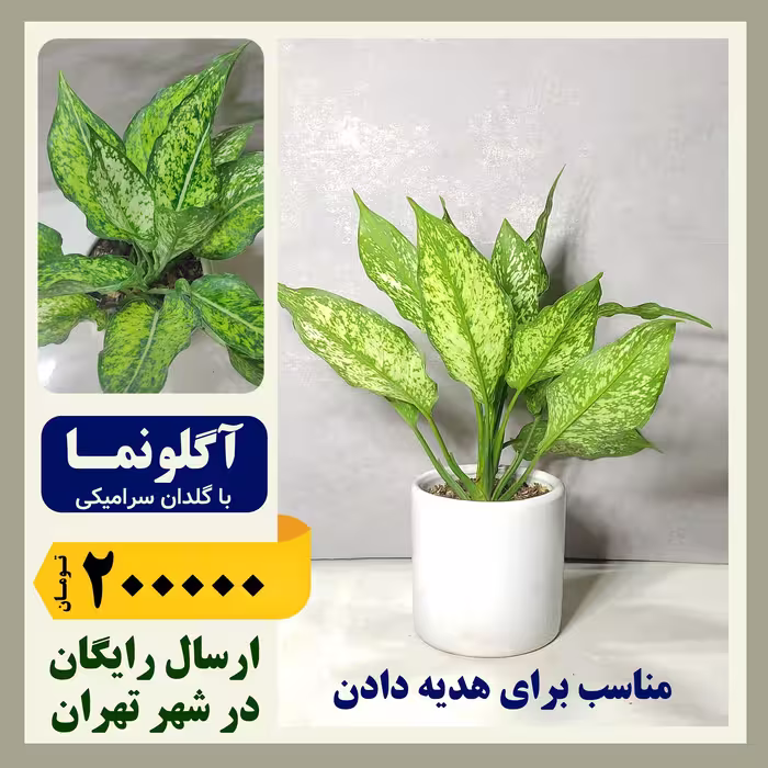آگلونما با گلدان سرامیکی 