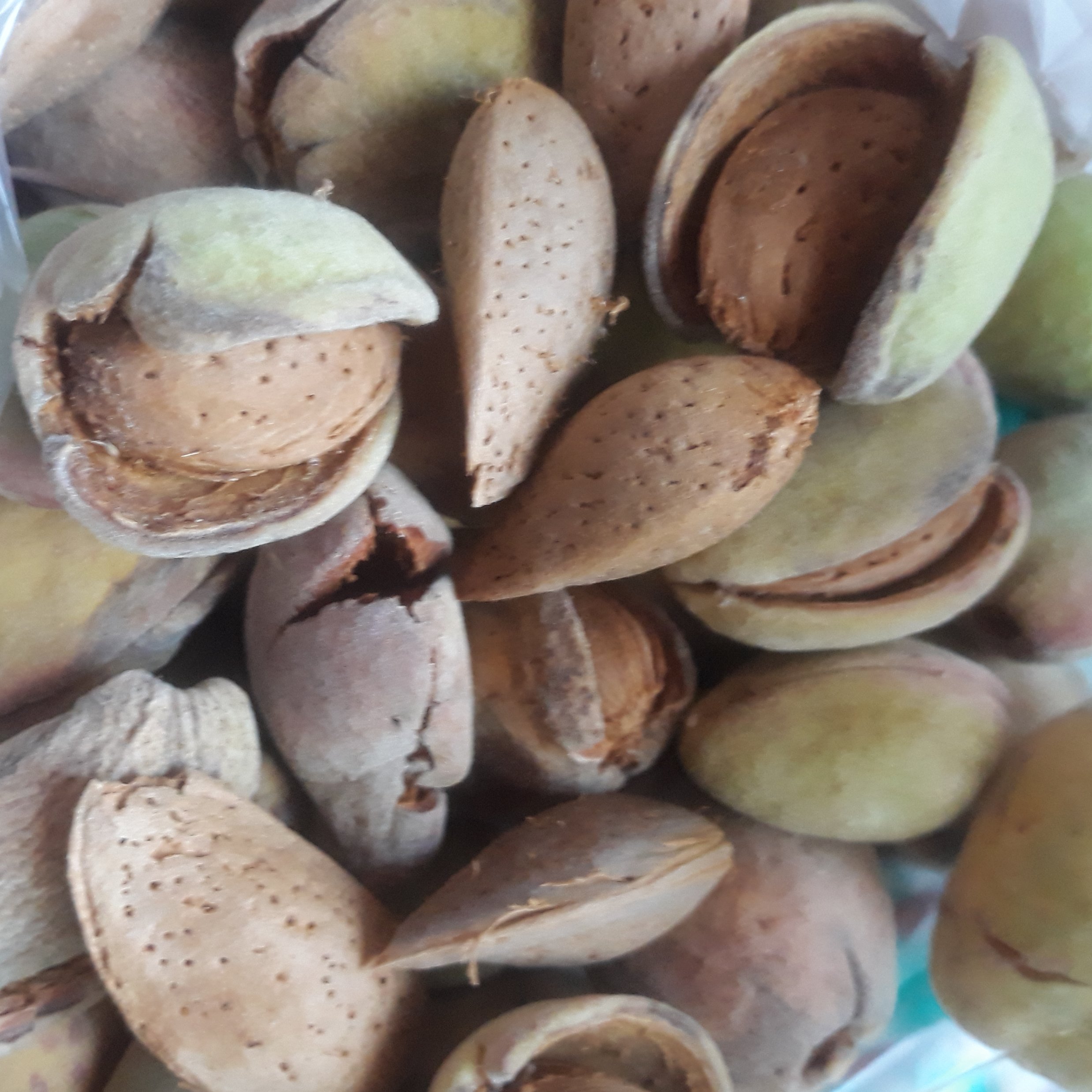 بادام تر سه کیلو گرمی