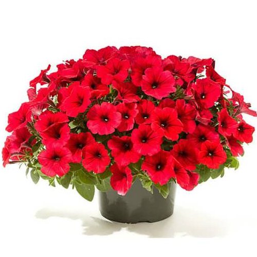 بذر گل اطلسی قرمز