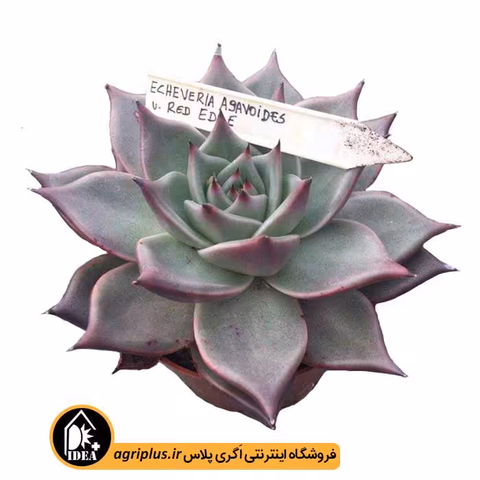 بذر ساکولنت Echeveria Agavoides Red Ends
