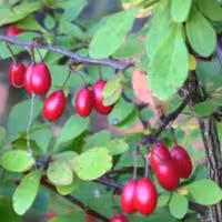 اسانس مایع زرشک درجه یک در بسته بندی 500 گرمی 