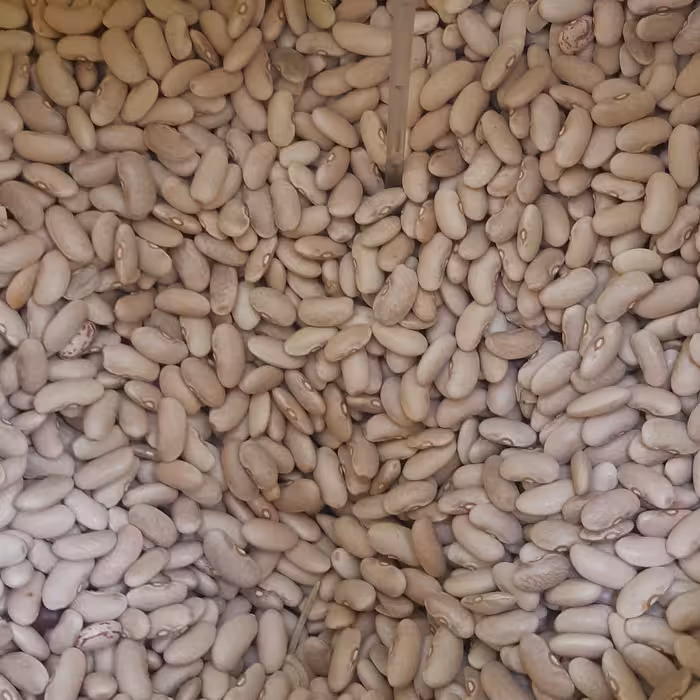 لوبیا کشاورزی یا لوبیا رشتی1403 نیم کیلویی