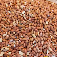 مغز بادام زمینی آستانه درجه یک و عالی محصولی از شهر آجیلی ایران فاروج 