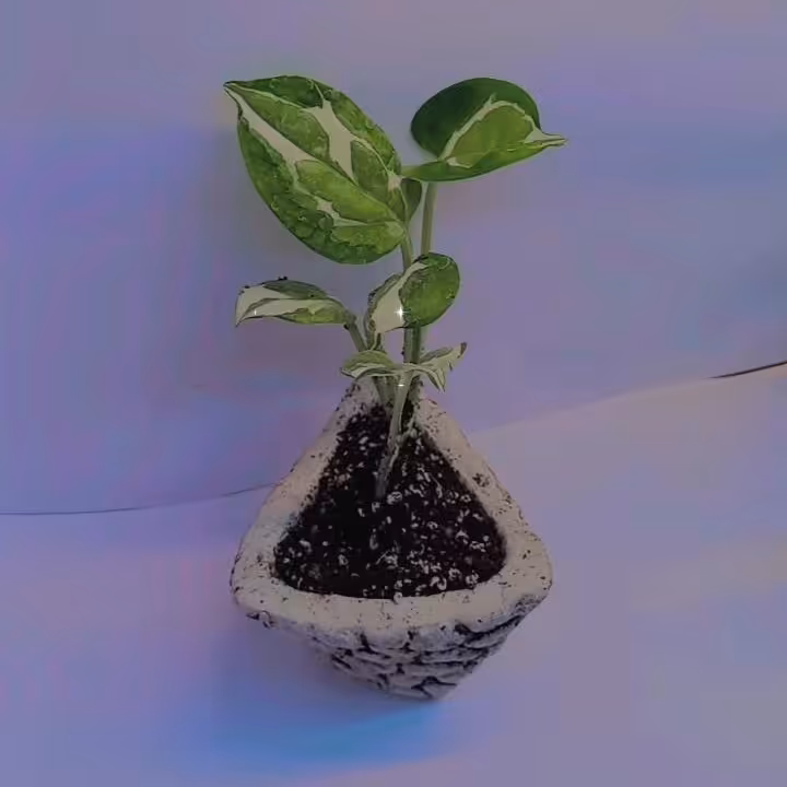 پتوس ارتشی گلدان سنگی 