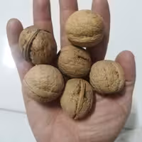 گردو ایرانی ممتاز  دست چین  500 گرمی  مغز پرچرب دون پوکی و خرابی و فاقد گردوی سوزنی و کرم خوردگی